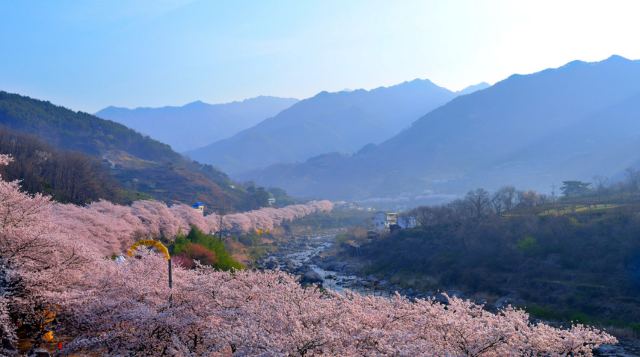 Insider's Guide to Korea's Cherry Blossom Season: Seoul, Jeju & More