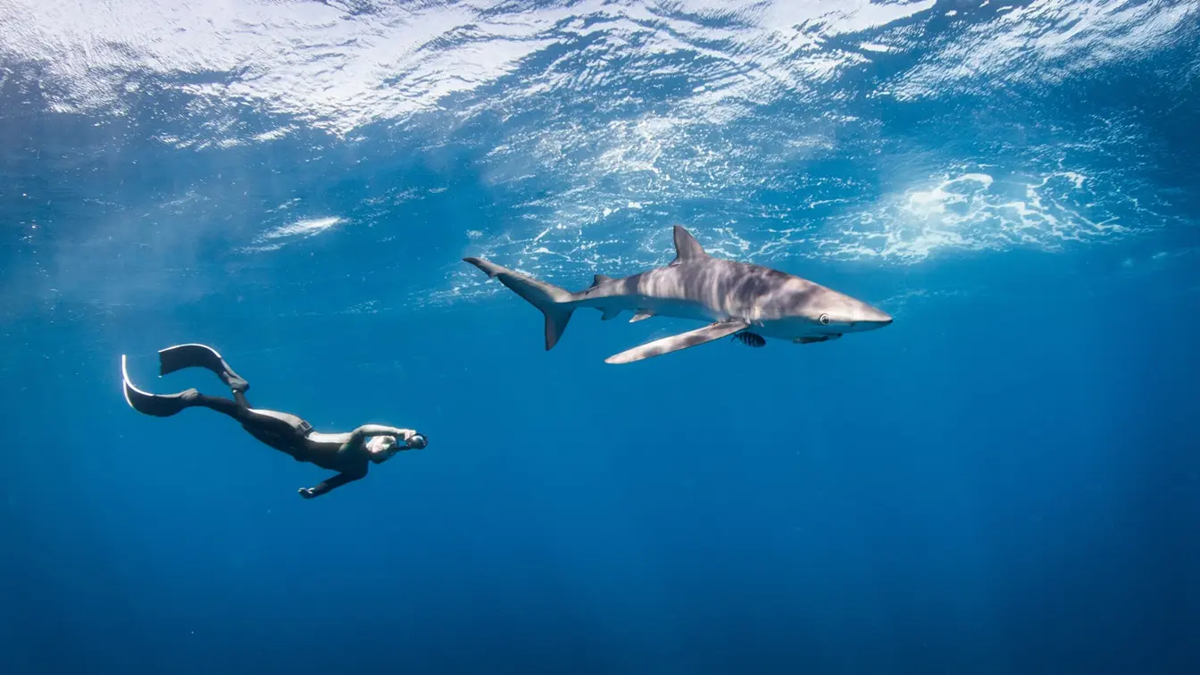 Persona practicando buceo libre junto a un tiburón en aguas profundas de Los Cabos