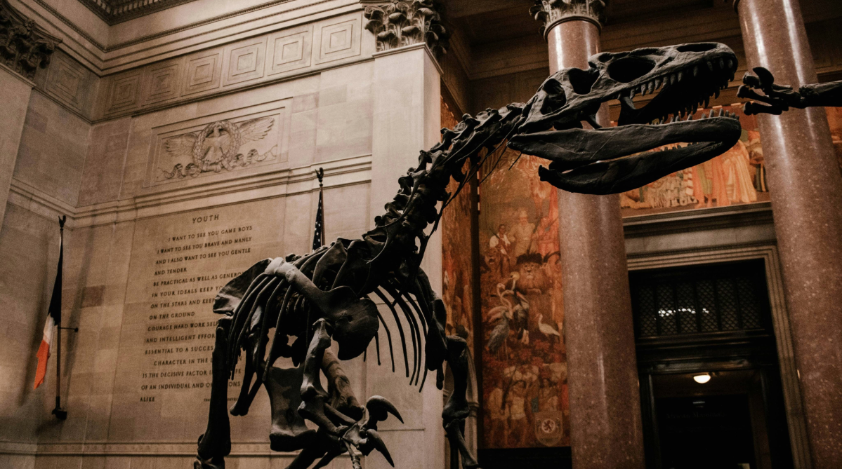Dinosaur fossil in the American Museum of Natural History