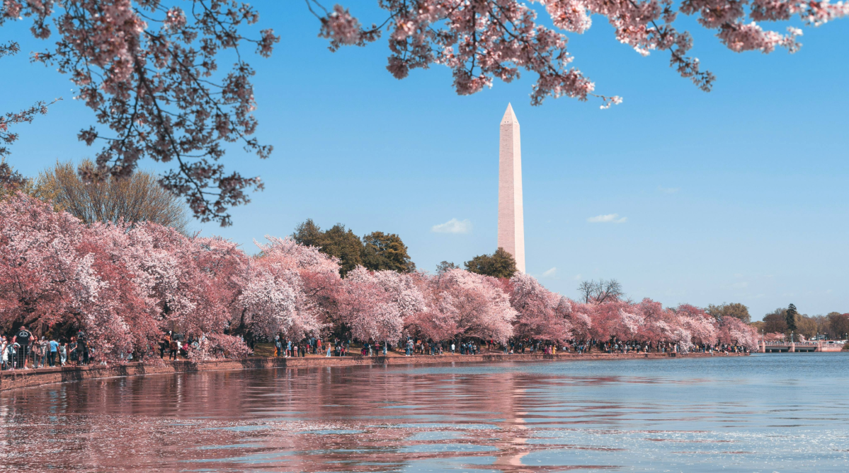 Cherry blossoms in Washington DC