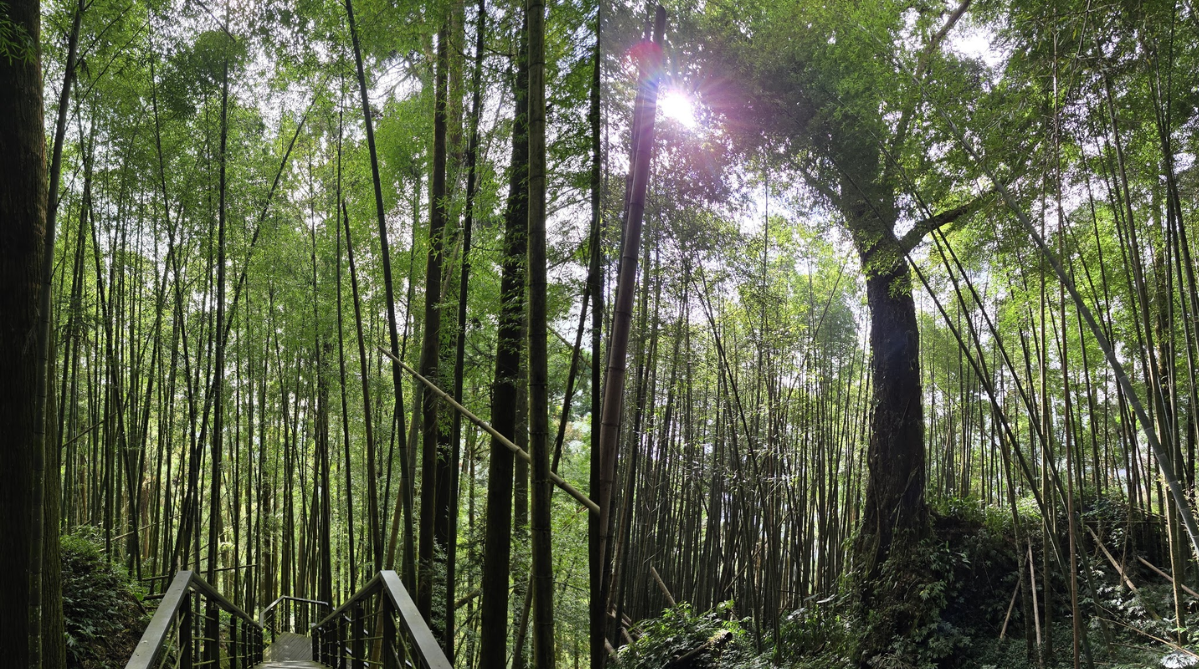 Bamboo forest of the Fenqi Trail (奮起步道)