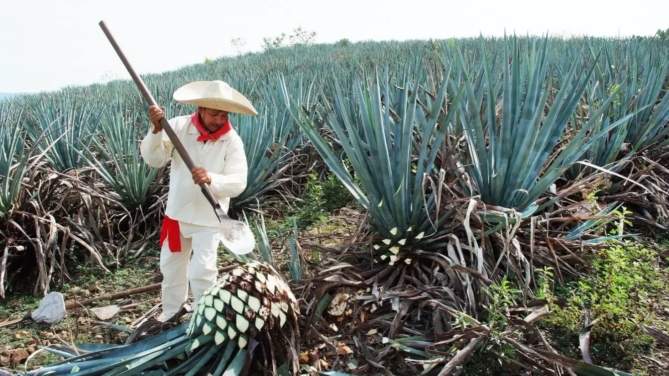 Jimador trabajando entre campos de agave azul en Tequila, Jalisco, durante la ruta del tequila desde Guadalajara.