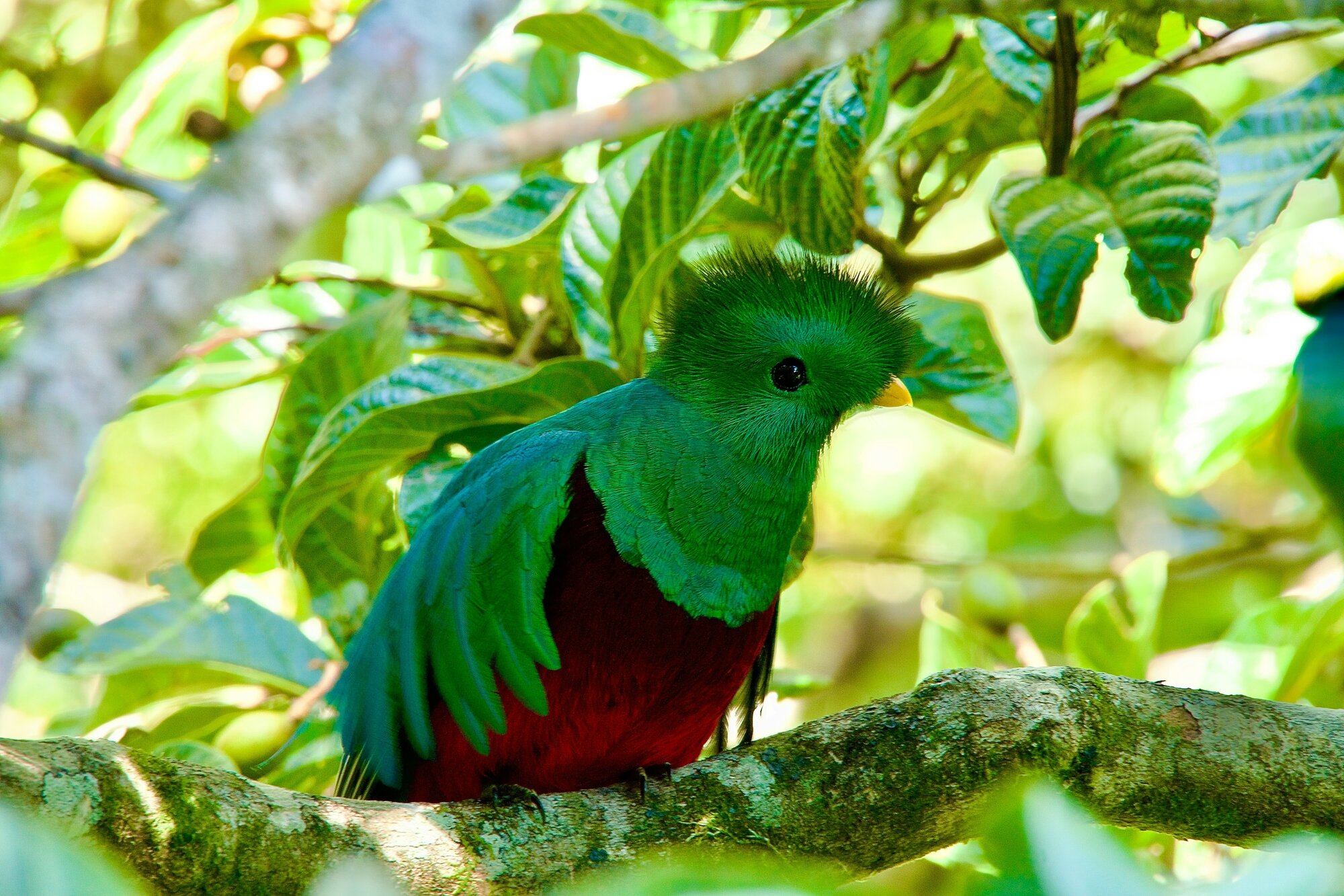 Quetzal, a green bird with a yellow beak from Costa Rica