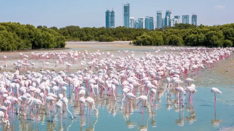 Crowds of pink flamingoes stand in shallow blue waters at a sanctuary against the cityscape of Dubai and a blue sky. 