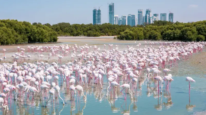 Crowds of pink flamingoes stand in shallow blue waters at a sanctuary against the cityscape of Dubai and a blue sky. 