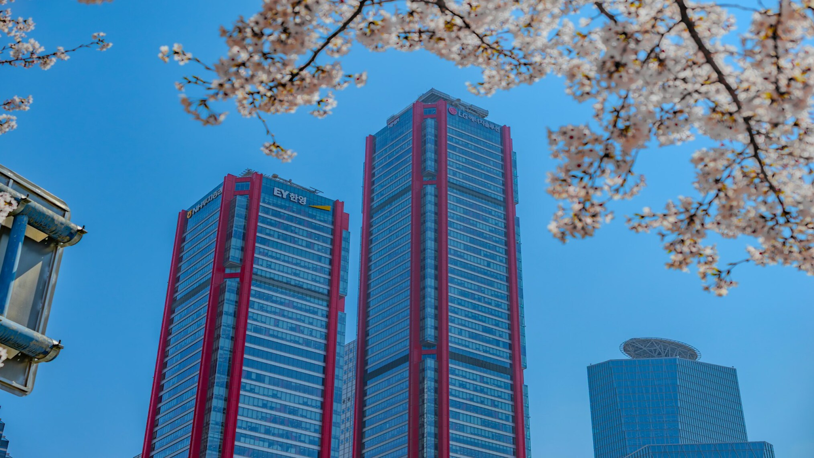 Two high-rise buildings and cherry blossoms
