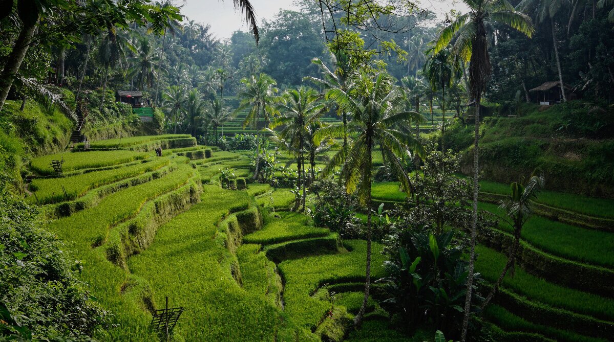 Rice terraces in Bali, Indonesia