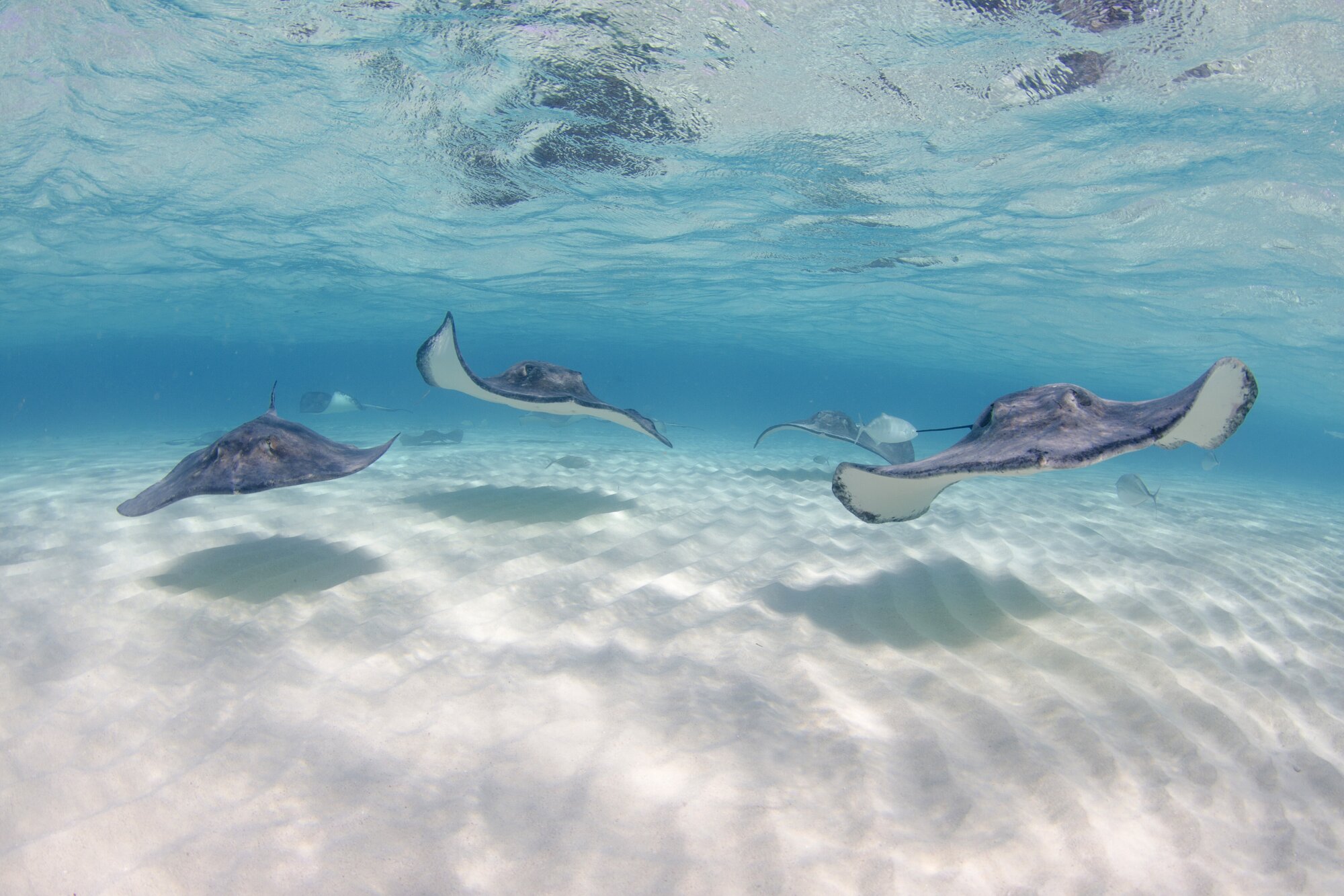 Stingrays in the Cayman Islands
