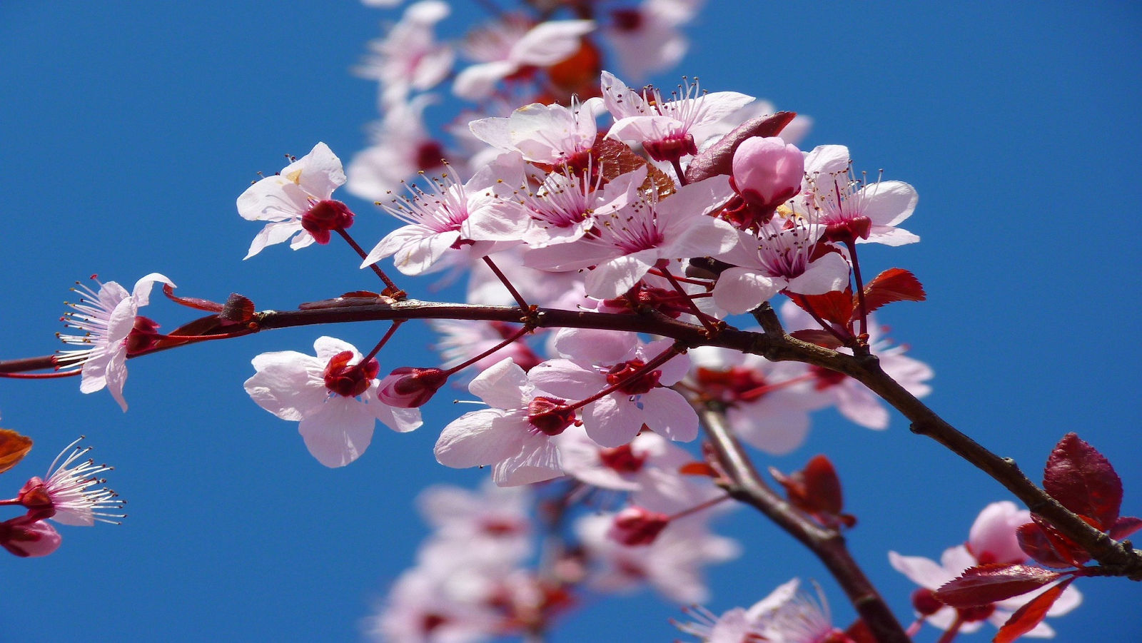 Pink Cherry blossoms against blue sky