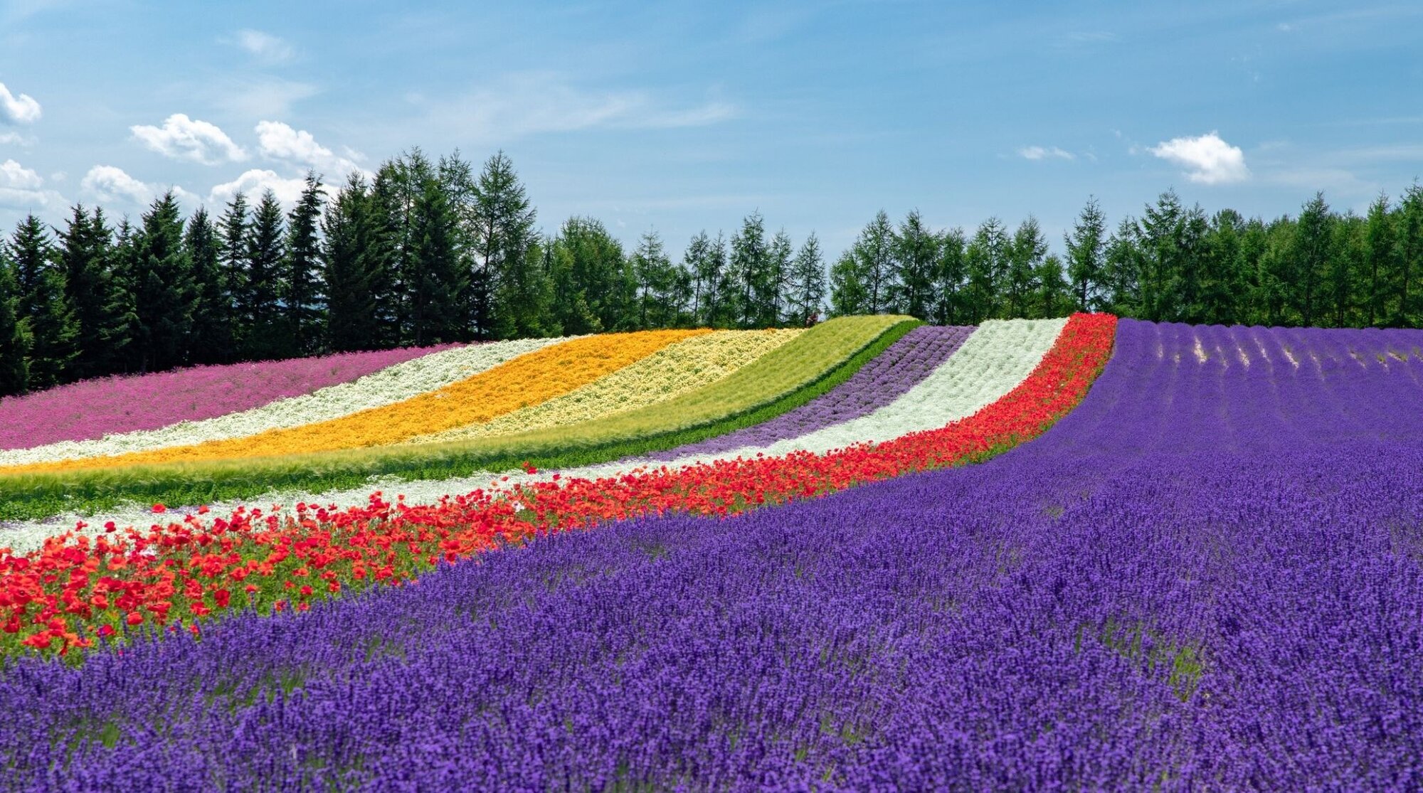 Un champs en fleurs en juin sur l’île d’Hokkaido