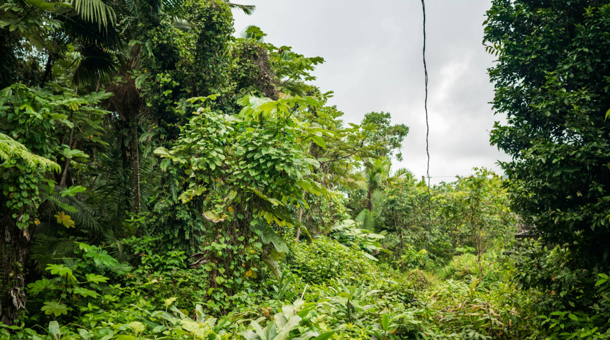 El Yunque National Forest, Puerto Rico