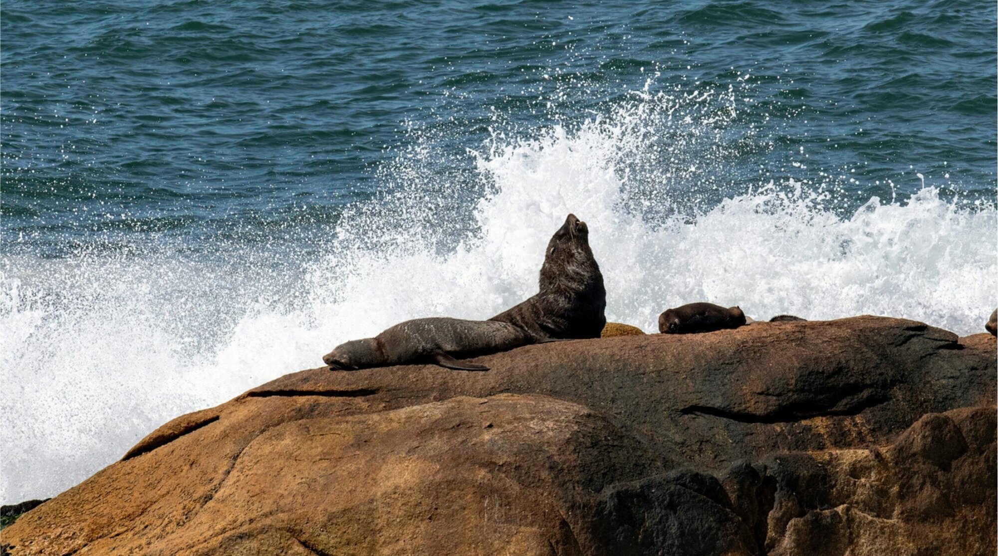 leões-marinhos em Cabo Polonio