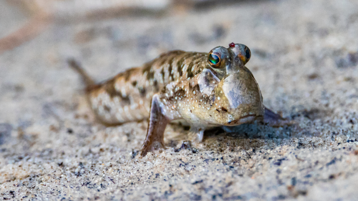 An image of a mudskipper fish, sitting on some sand. 