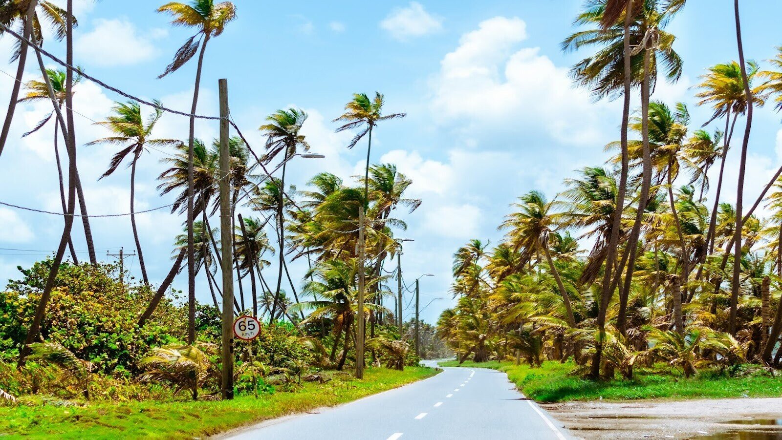 Paved road lined with coconut trees and vegetation during the day