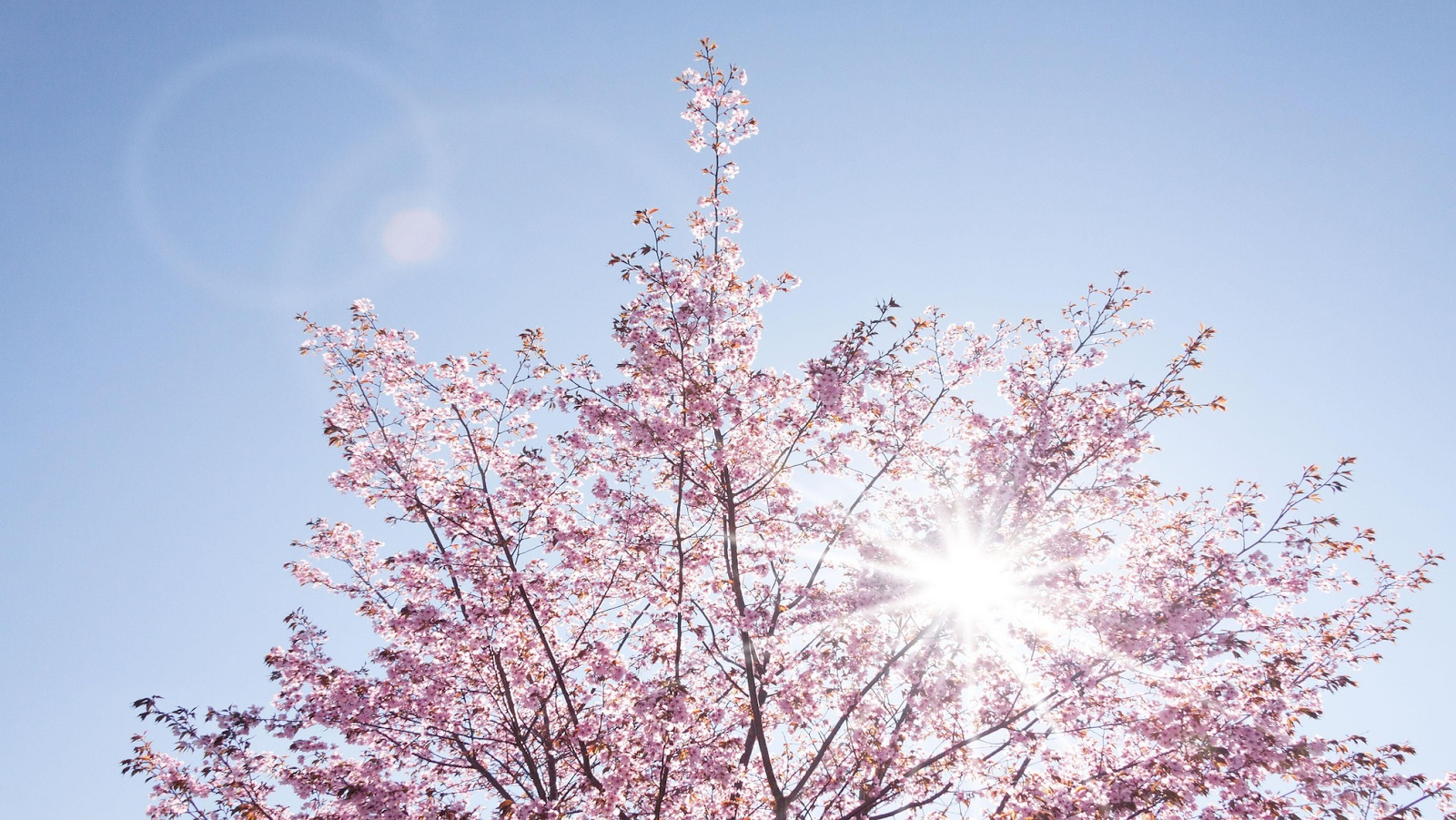 Sunlight shining through a cherry blossom tree