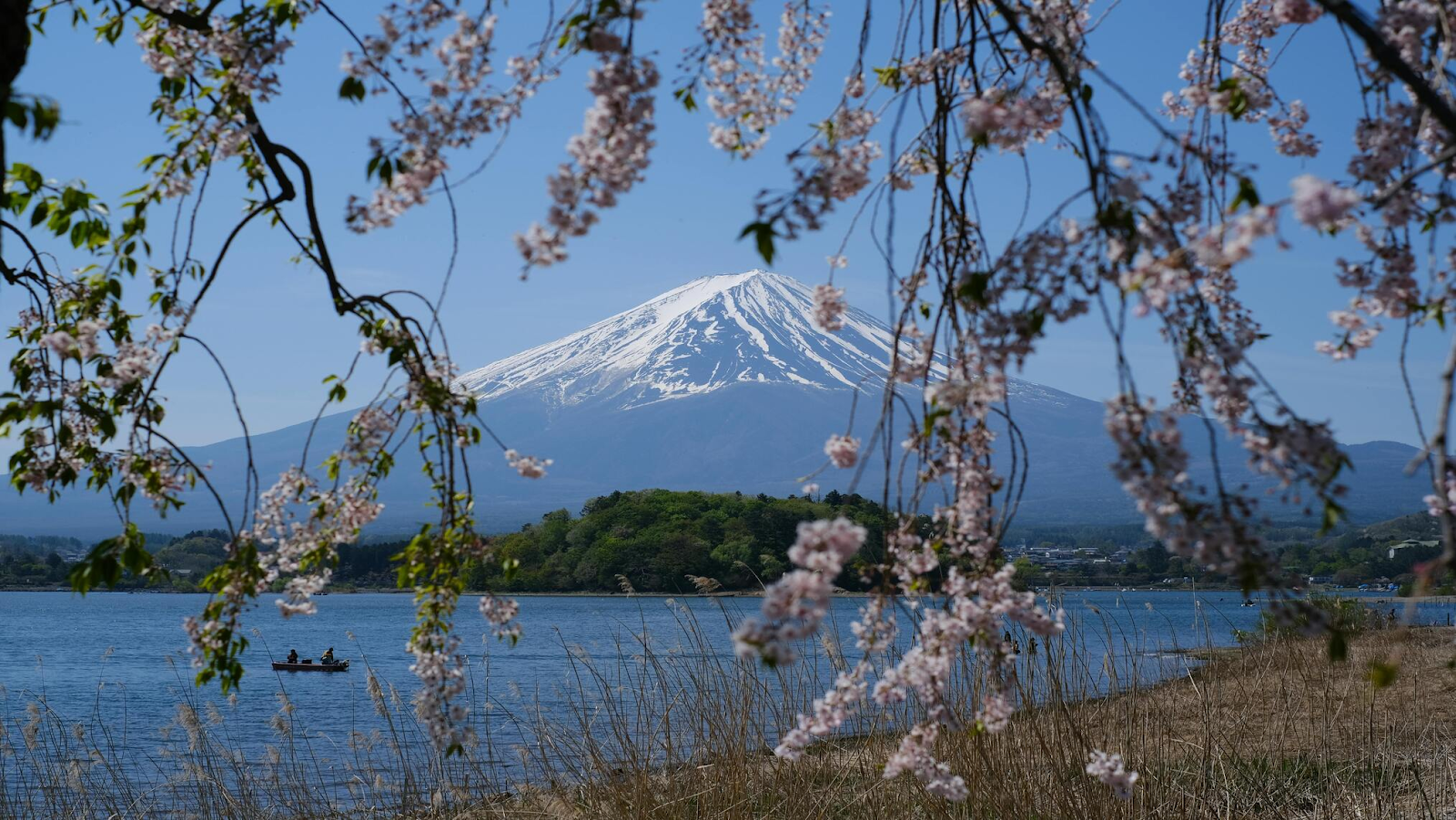 View of Mount Fuji and lake Kawaguchiko with Cherry Blossoms in Spring