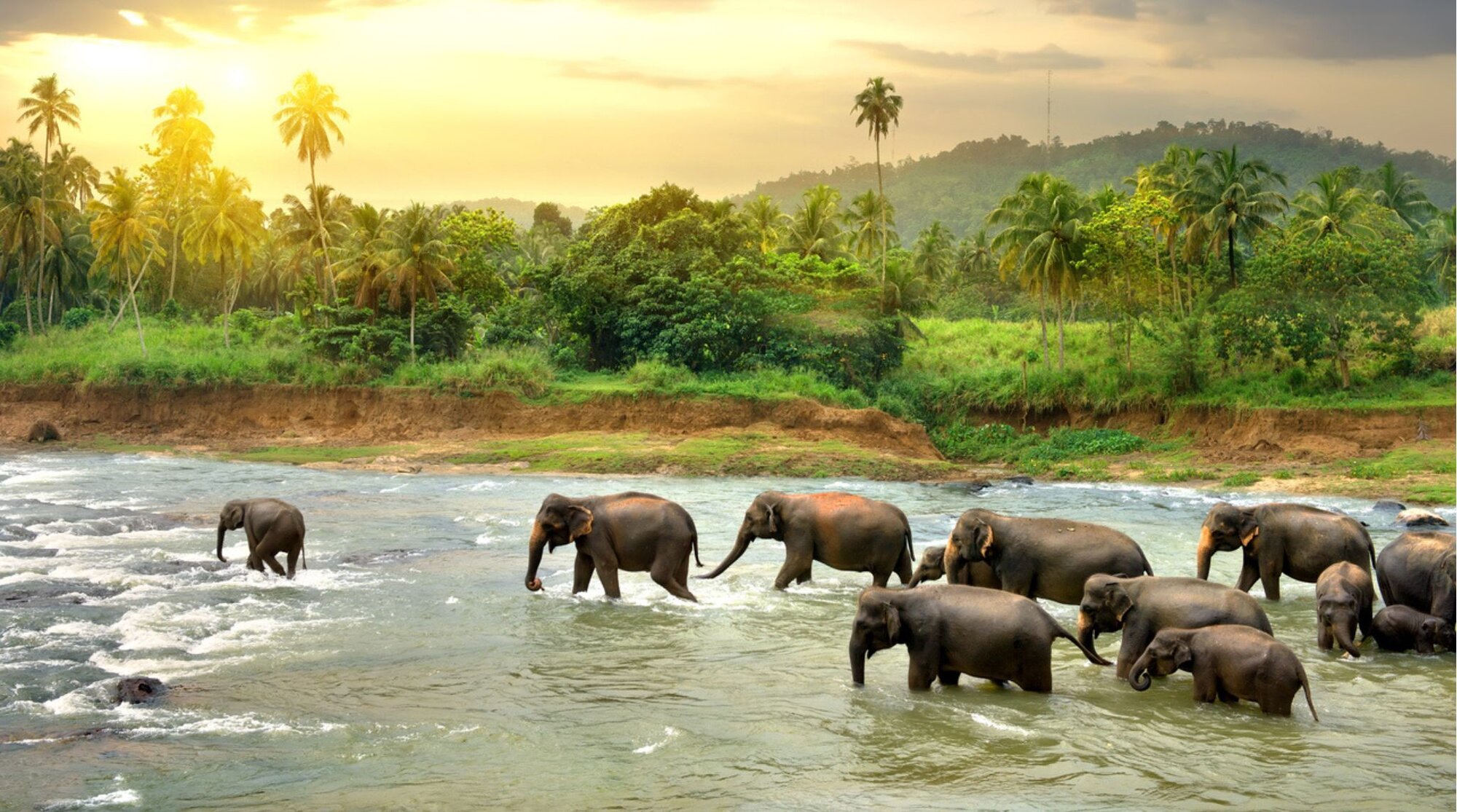 Éléphants d’Asie réunis près d’un point d’eau au Sri Lanka