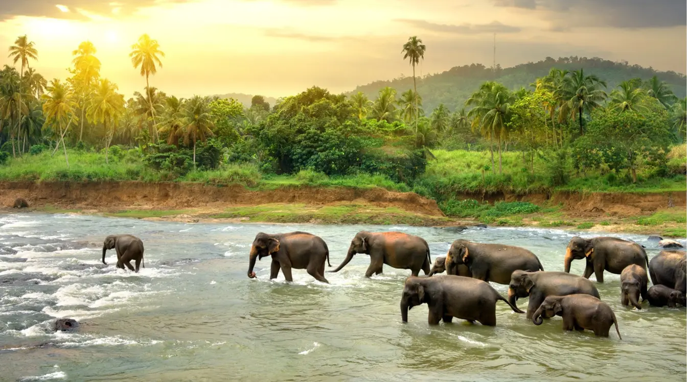 Éléphants d’Asie réunis près d’un point d’eau au Sri Lanka