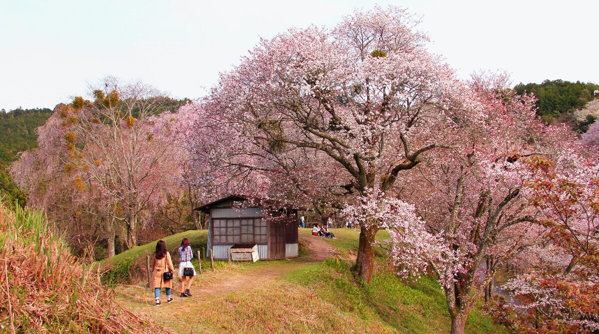 Temporada de flores de cerejeira no Monte Yoshino