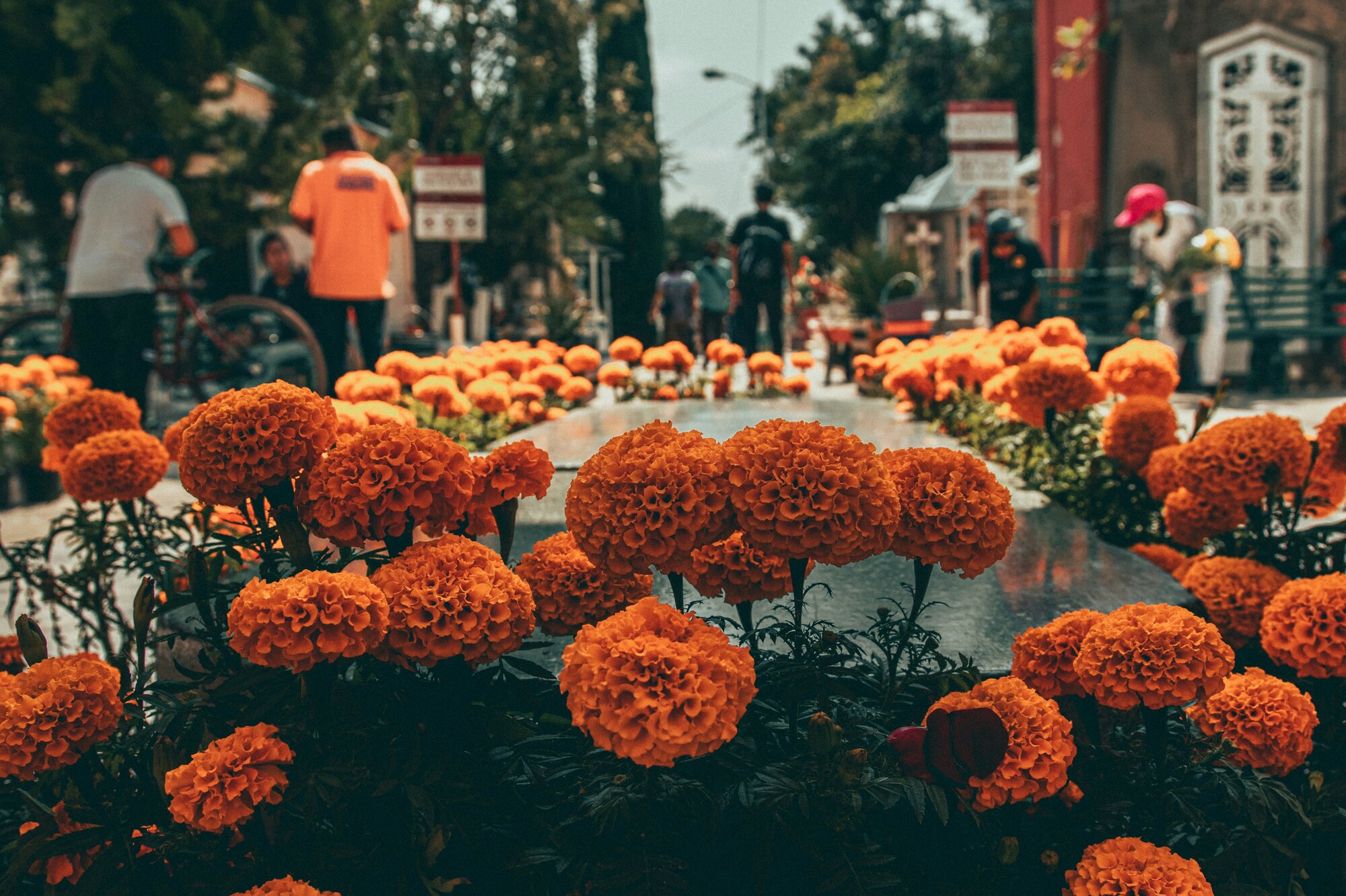 Imagen en primer plano de las flores de cempasúchil naranjas que decoran la tumba en un cementerio por el Día de los Muertos en Oaxaca