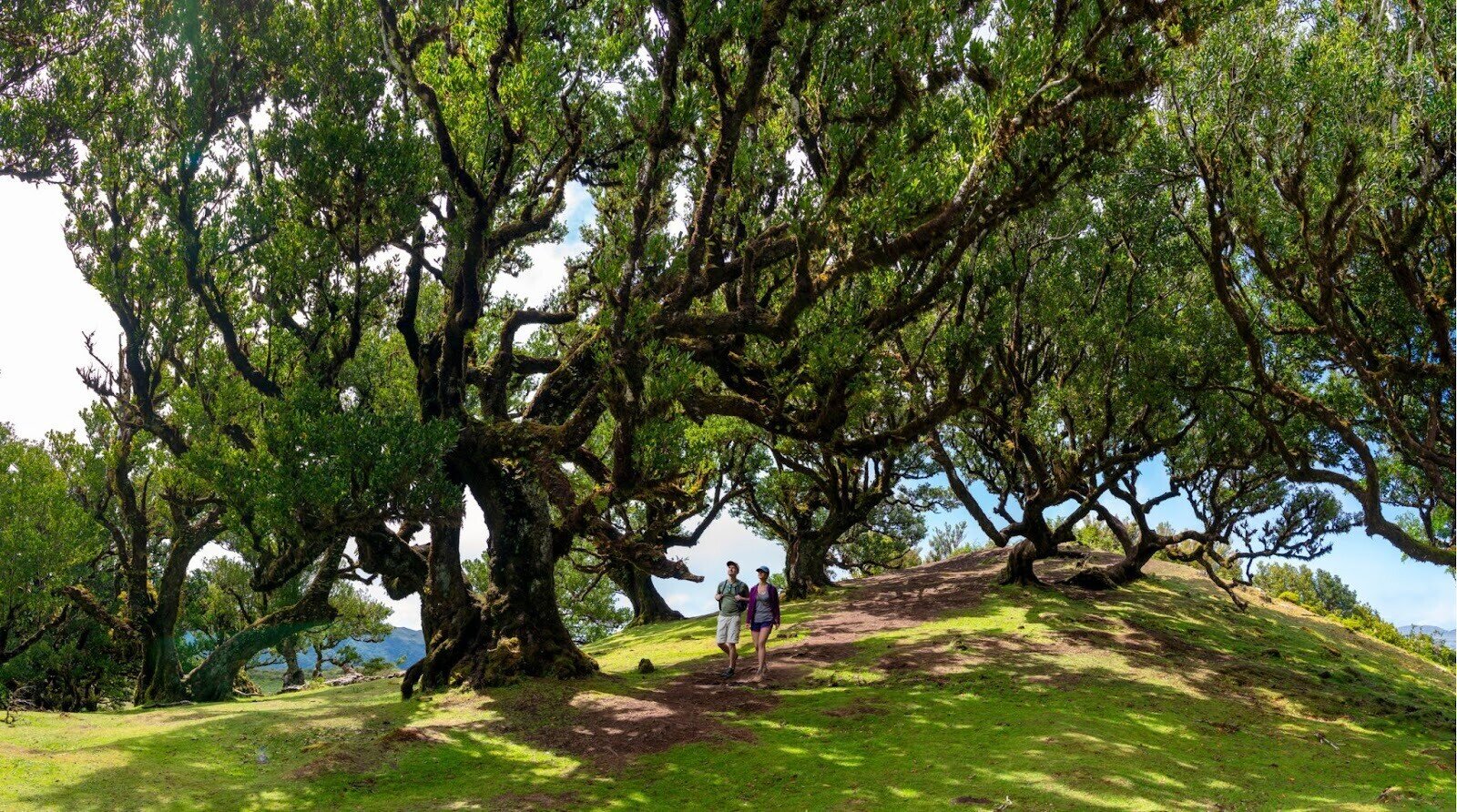 Uma cena serena da Floresta do Fanal, na Madeira, mostrando as suas antigas e extensas árvores de louro sob a luz do sol, com duas pessoas a passear numa colina verdejante.