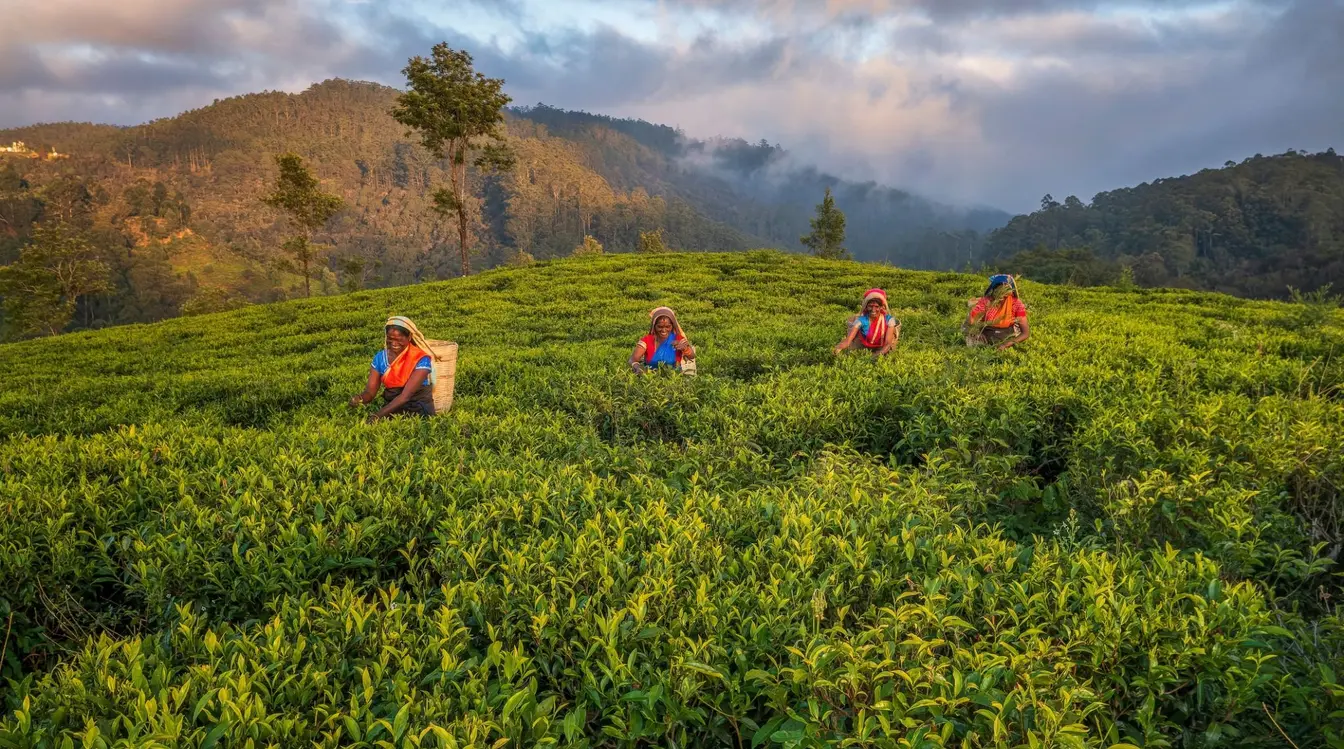 Femmes tamoules cueillant des feuilles de thé dans une plantation de Ceylan au Sri Lanka.
