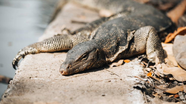An image of a monitor lizard lying on a wall and looking into the camera, to illustrate a blog post entitled '33 fun facts about Thailand'.