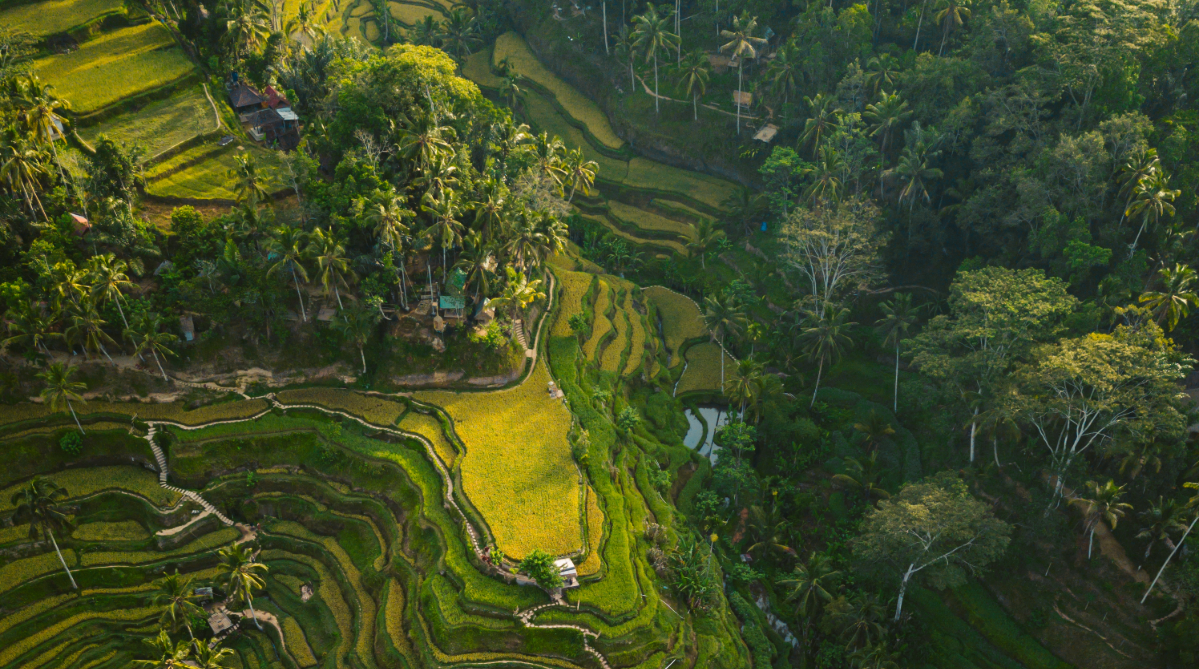 rice terraces in ubud, bali