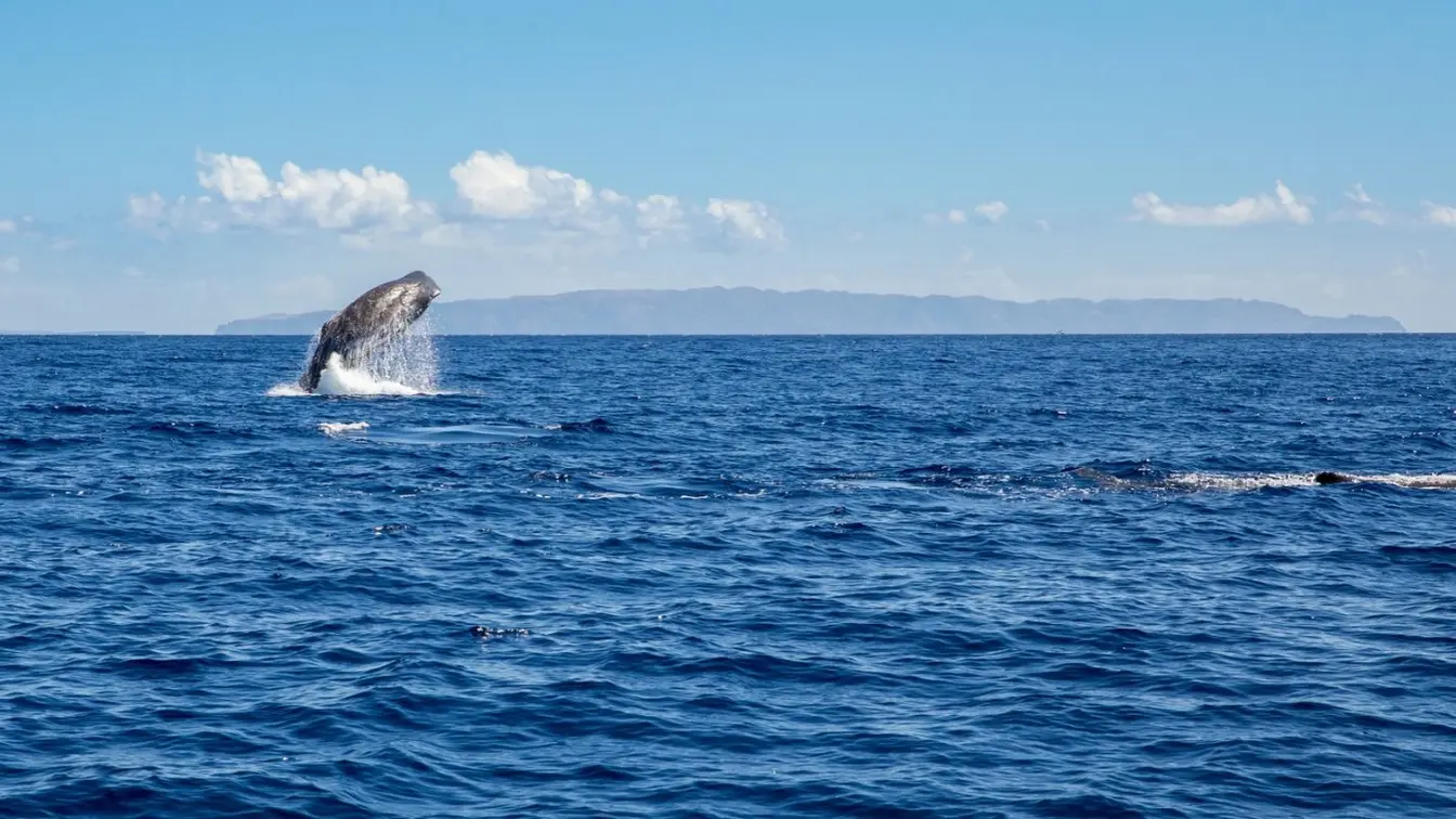 A sperm whale breaching off the coast of Madeira.