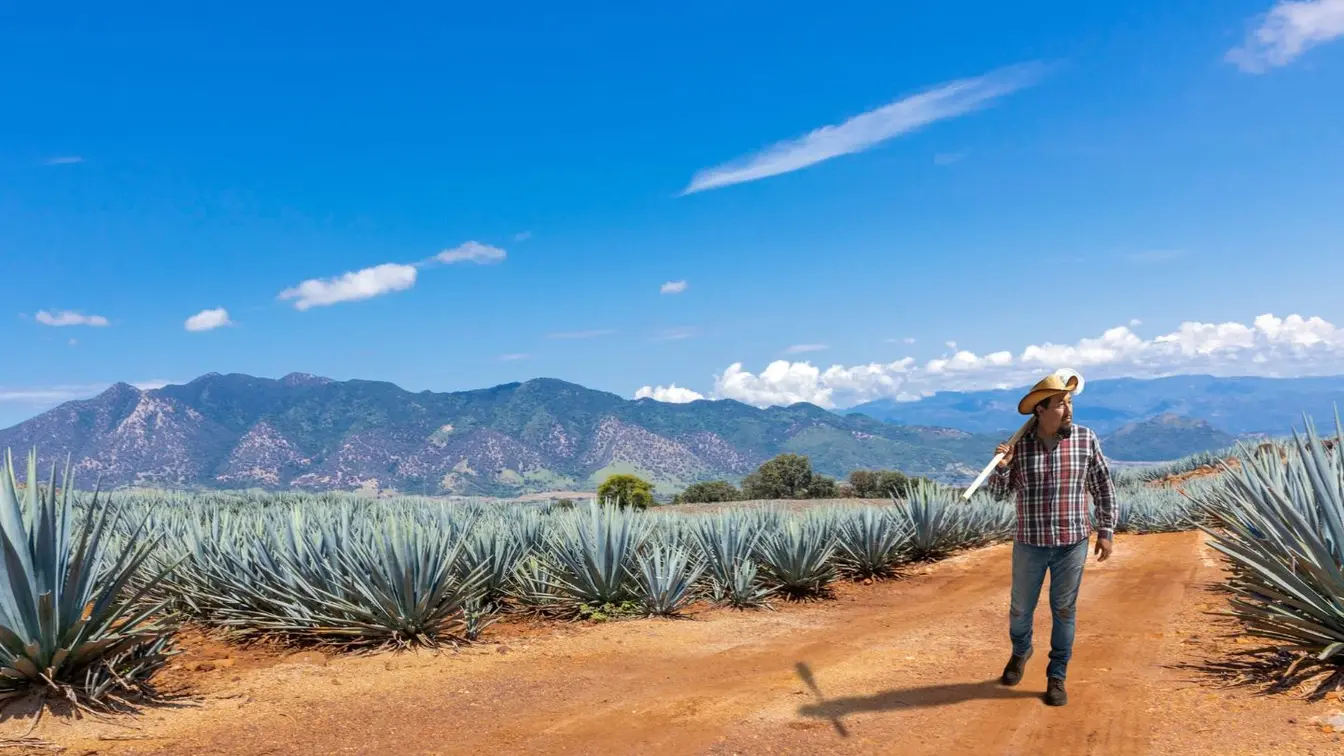 Paisaje de agaves azules cerca de Tequila, Jalisco, una escapada clásica desde Guadalajara para un viaje de varios días.