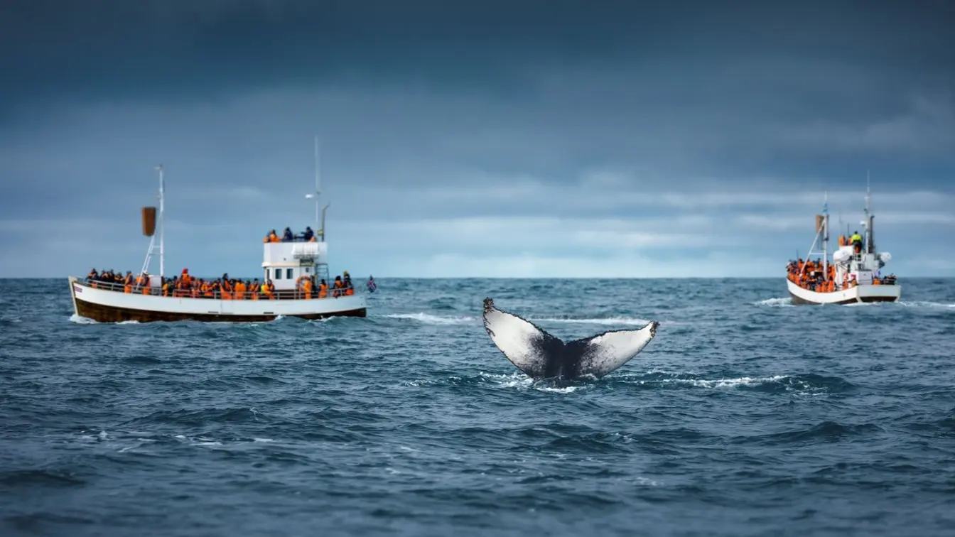 Two whale-watching boats keeping a respectful distance from a diving humpback whale in Húsavík, Iceland.