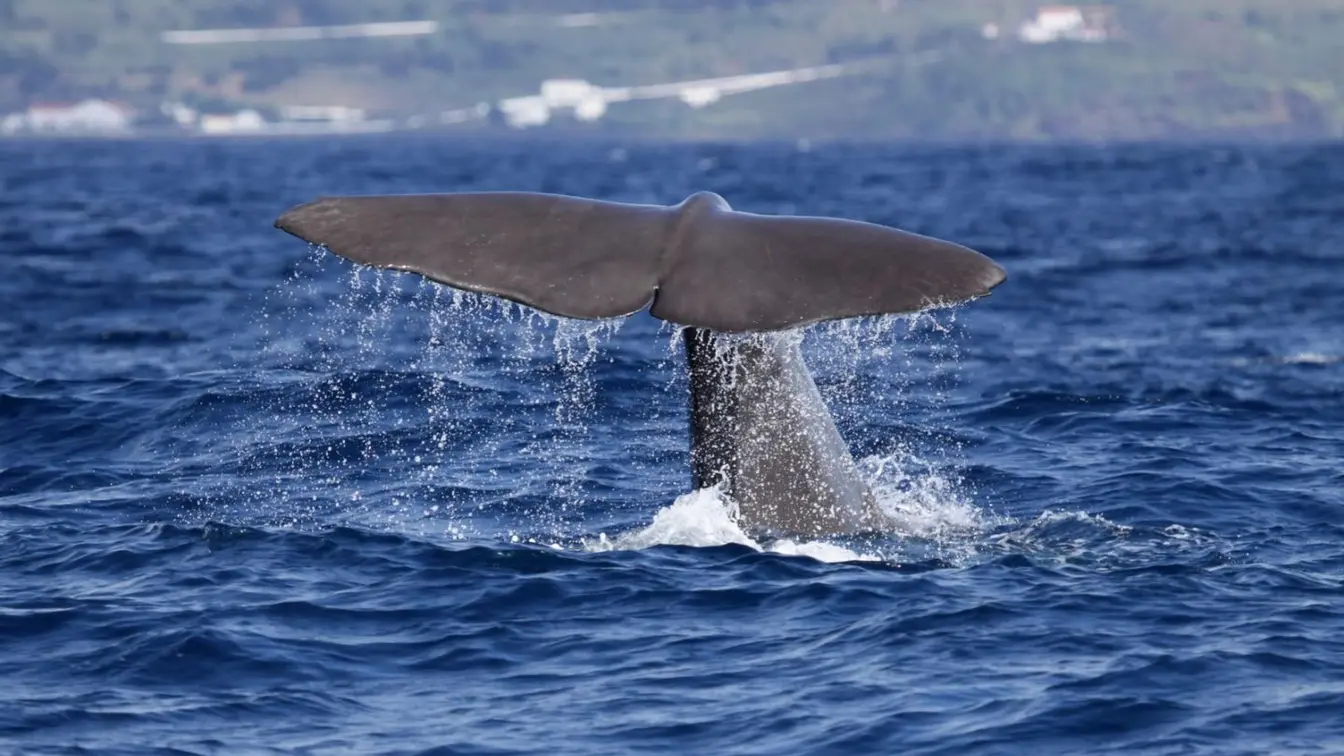 A sperm whale tail rising out of the water before a deep dive near Lajes do Pico in the Azores.