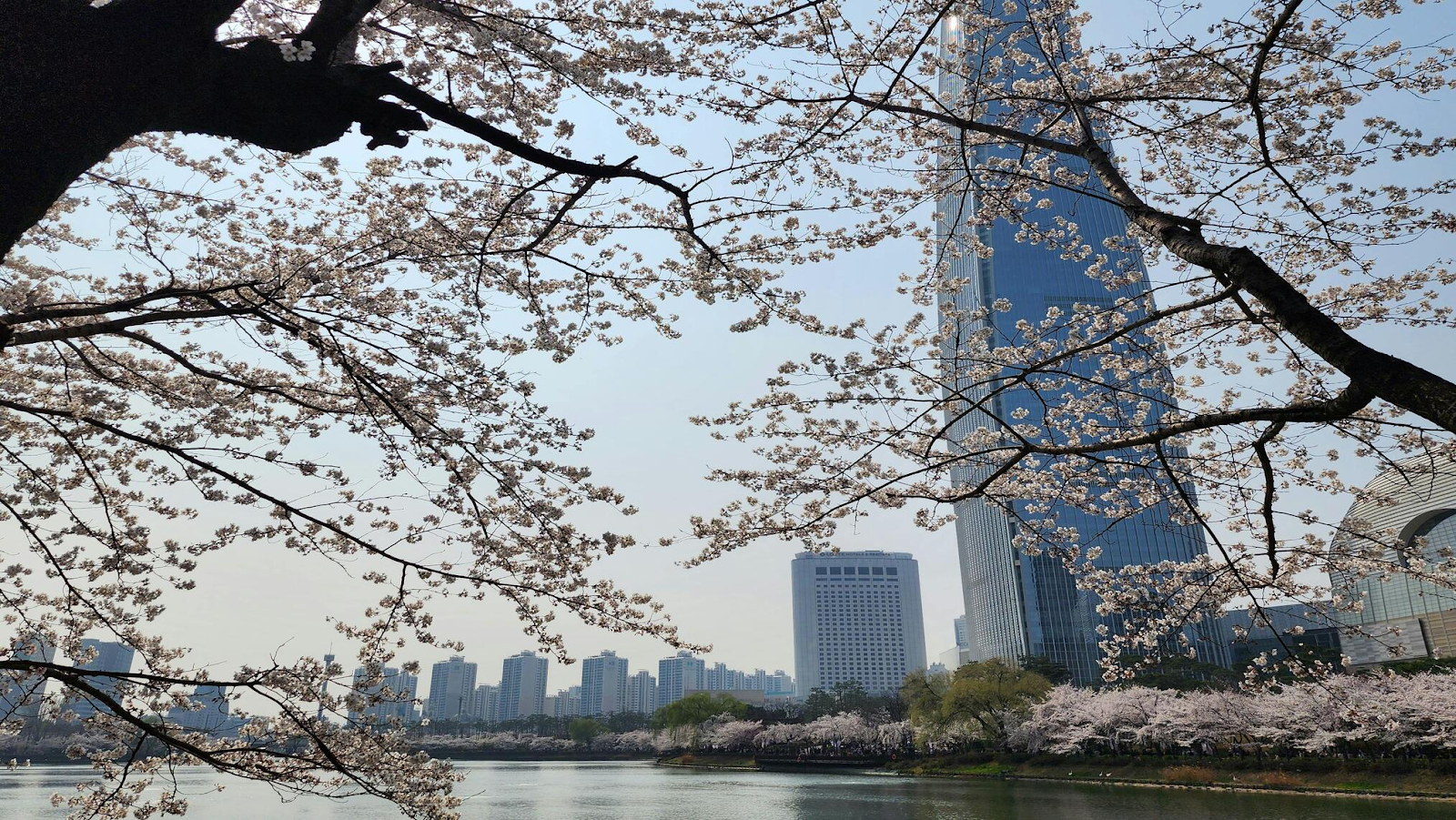 View of Seokchon Lake with cherry blossoms hovering