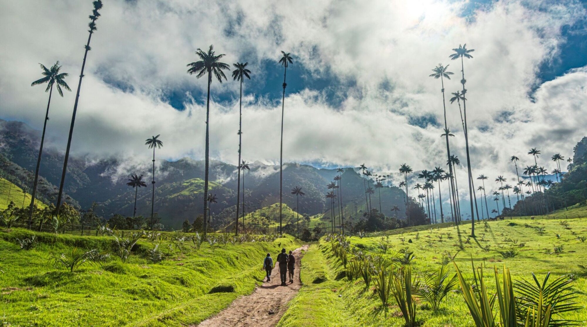 Palmas de cera en el Valle de Cocora, con montañas verdes y cielo nublado al fondo.