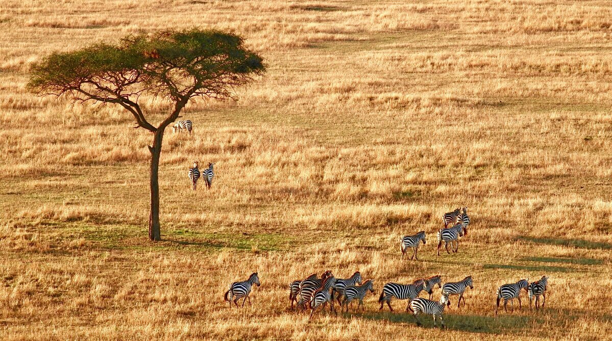 Zebras in Serengeti National Park