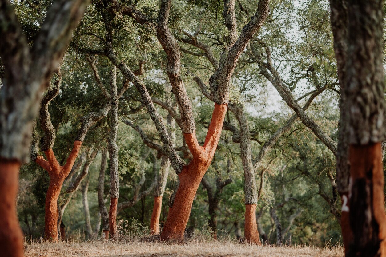 Cork Trees in Portugal