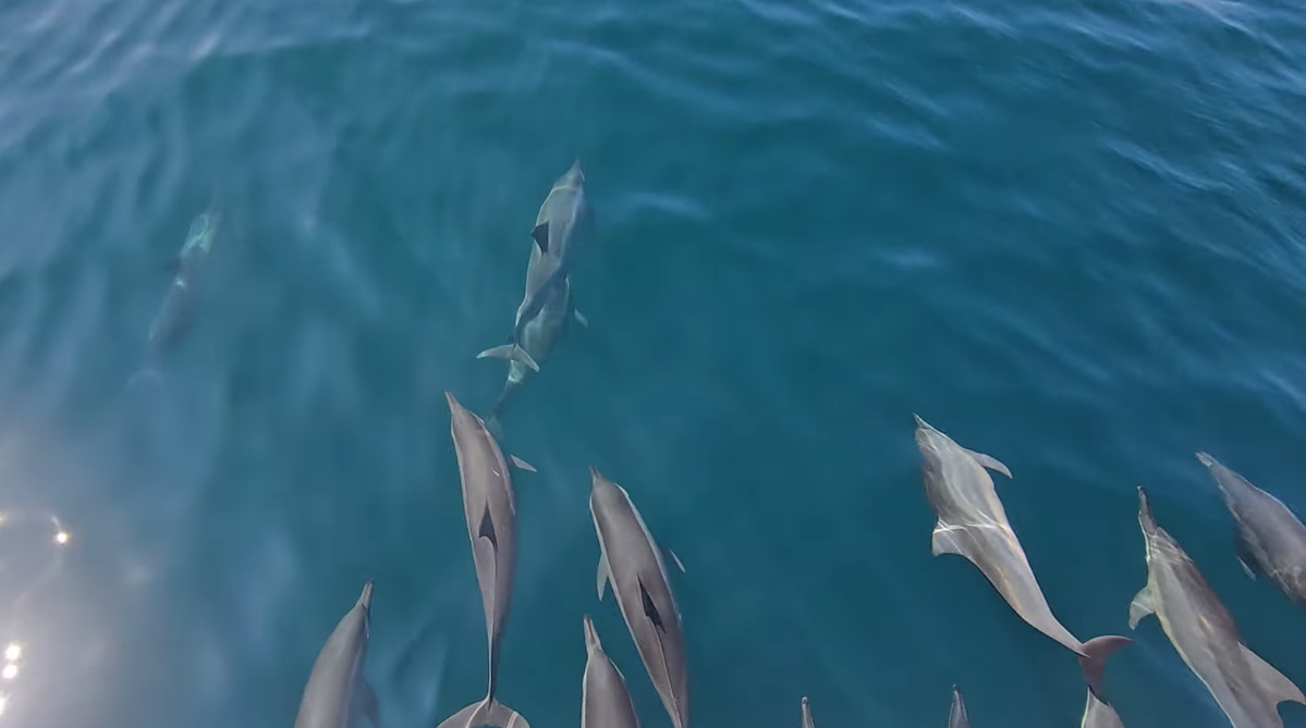 Dolphins swimming in front of a boat near Guishandao