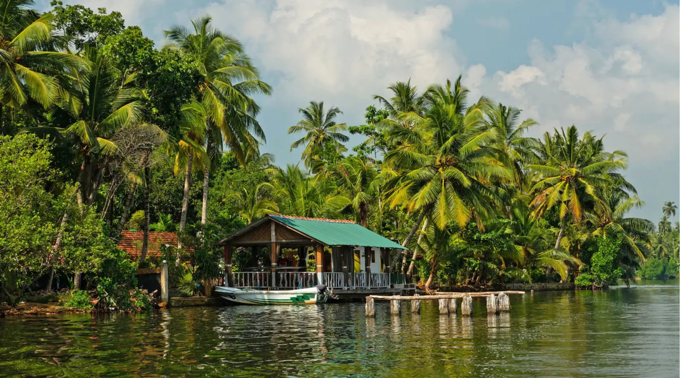 Palmiers au bord du lac Koggala au Sri Lanka