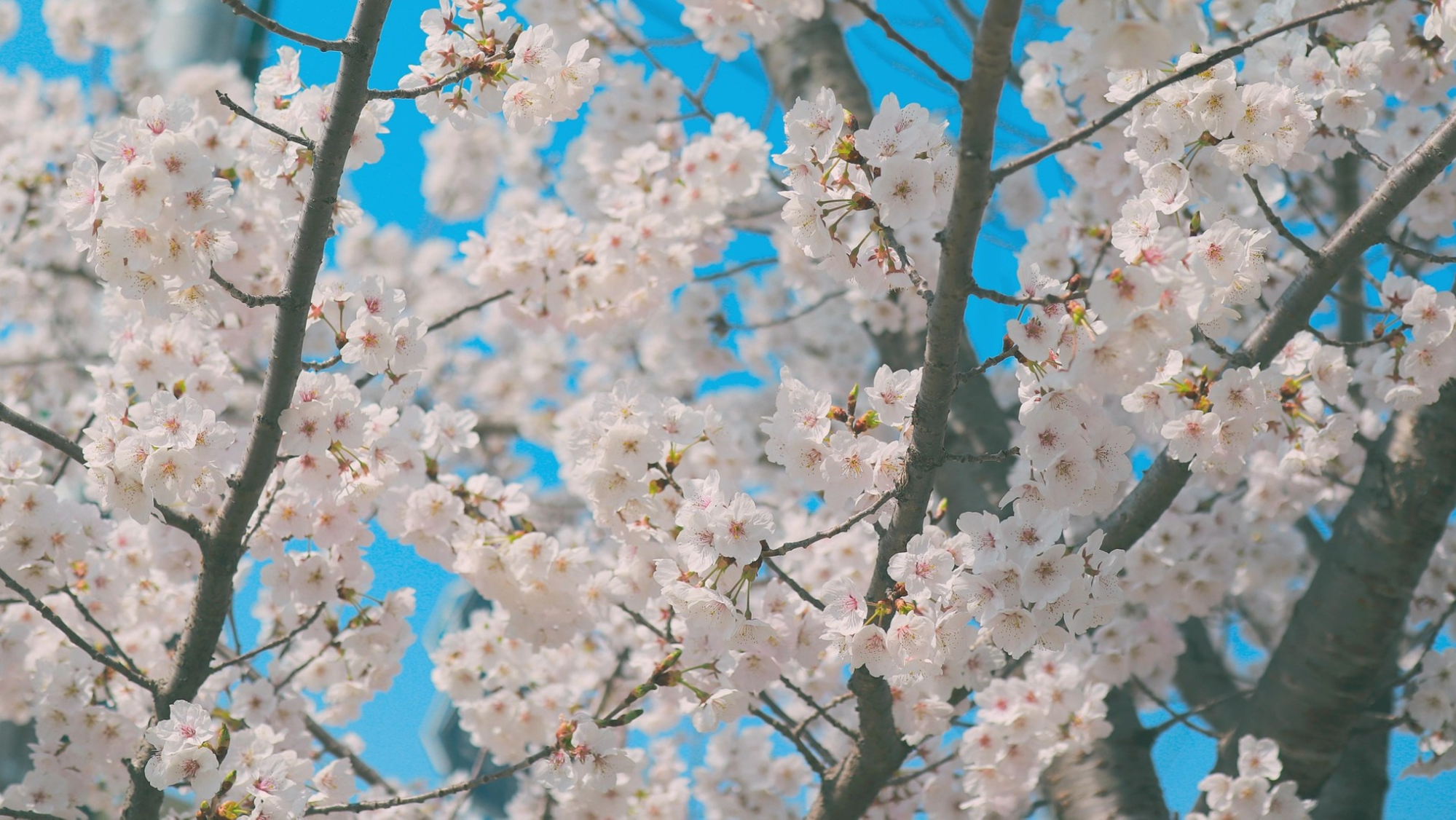 Cherry blossom tree against sky backdrop
