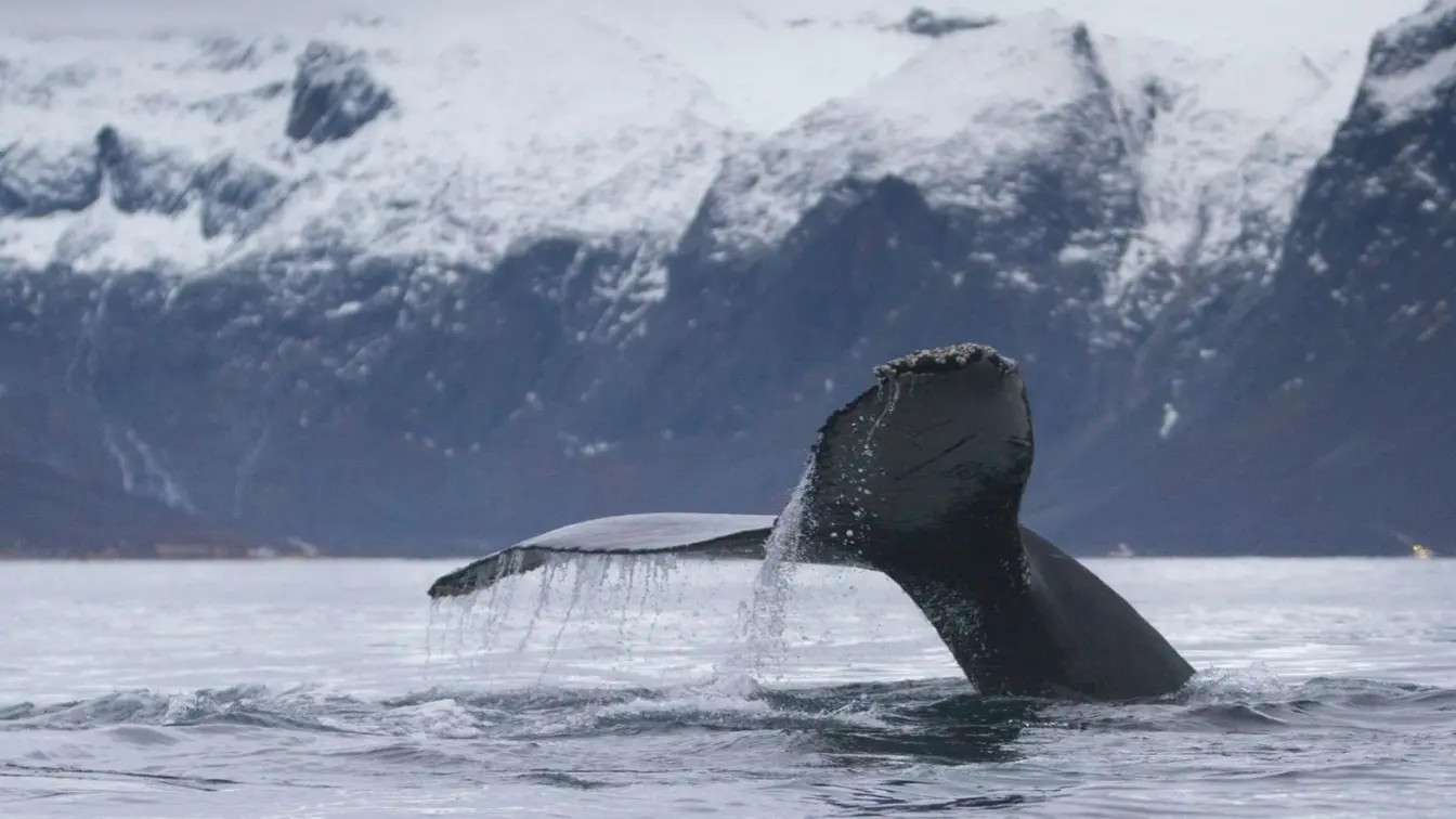 The tail of a diving humpback whale with snow-capped peaks behind in Tromsø, Norway.