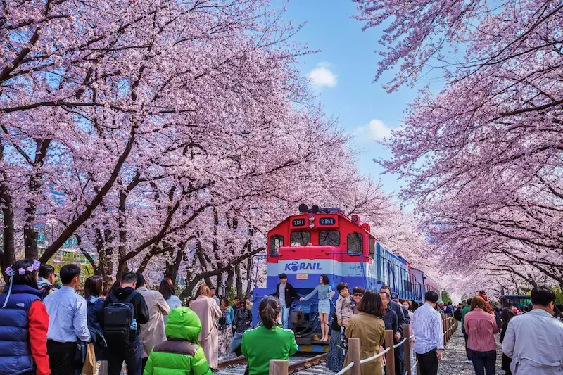 4月の韓国で満開の桜並木の間を走る列車と、その様子を写真に収める多くの観光客
