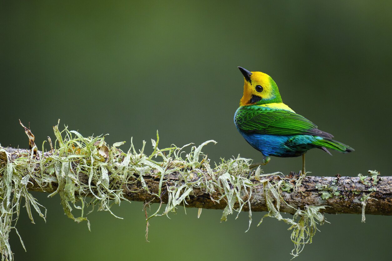 Colorful bird in Colombia
