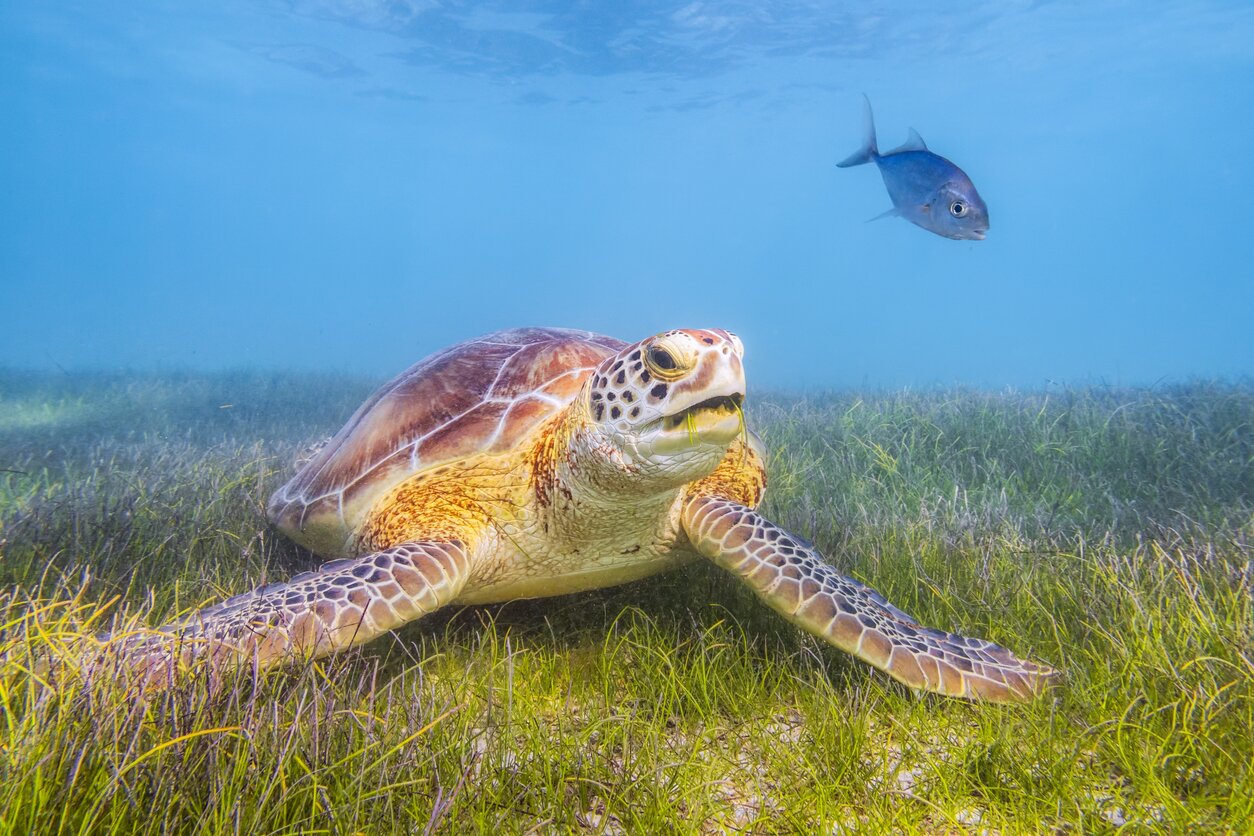 Tortuga marina nadando en aguas poco profundas de Akumal, en la Riviera Maya de México.