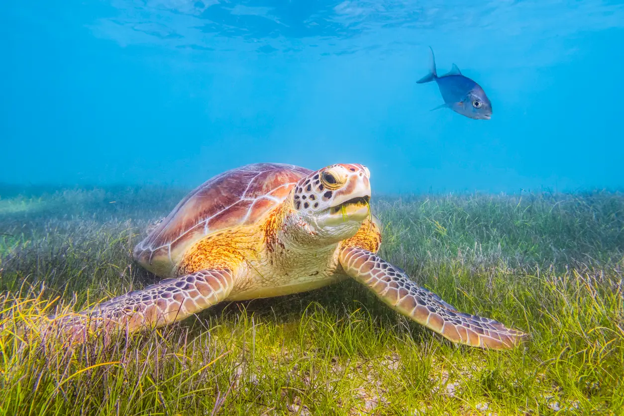 Tortuga marina nadando en aguas poco profundas de Akumal, en la Riviera Maya de México.