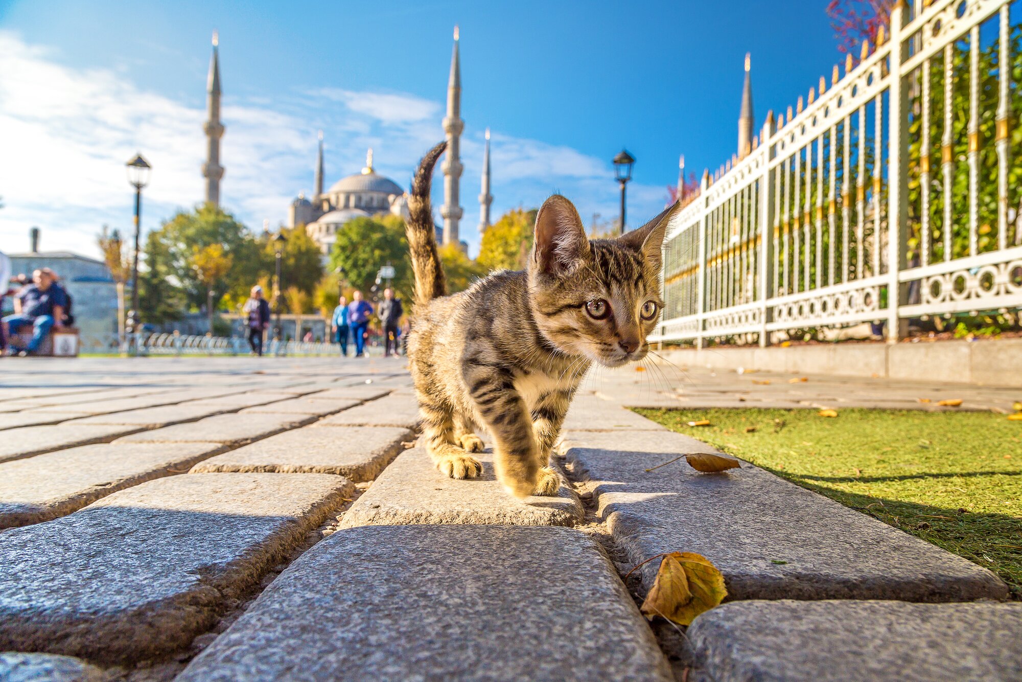 Gatto che riposa per strada a Istanbul, simbolo della vita urbana in Turchia
