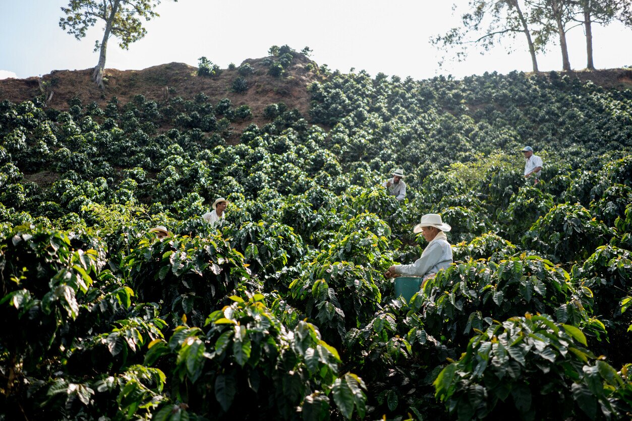 Farmers at a coffee farm in Colombia