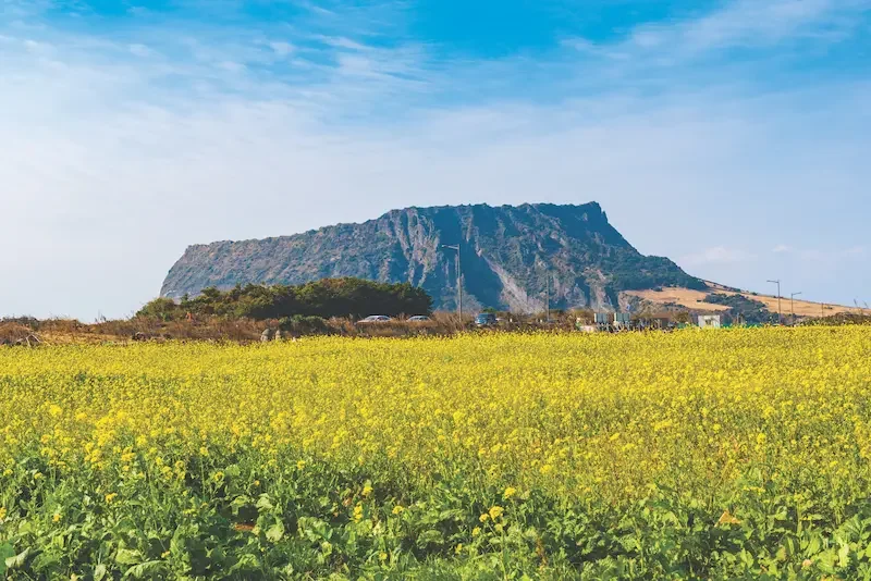 韓国済州島の城山日出峰にある菜の花畑