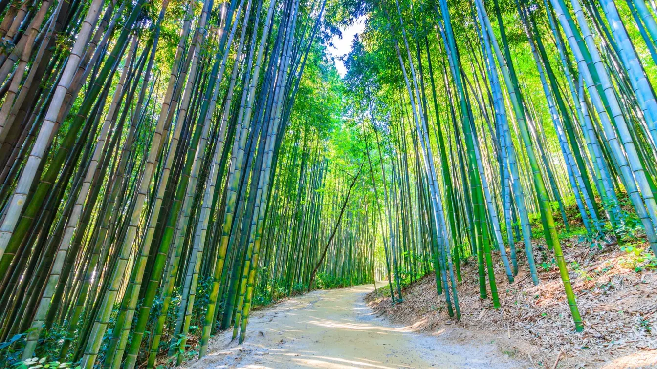 韓国ドラマ『ザ・キング：永遠の君主』のロケ地になった釜山のアホプ山森の竹林