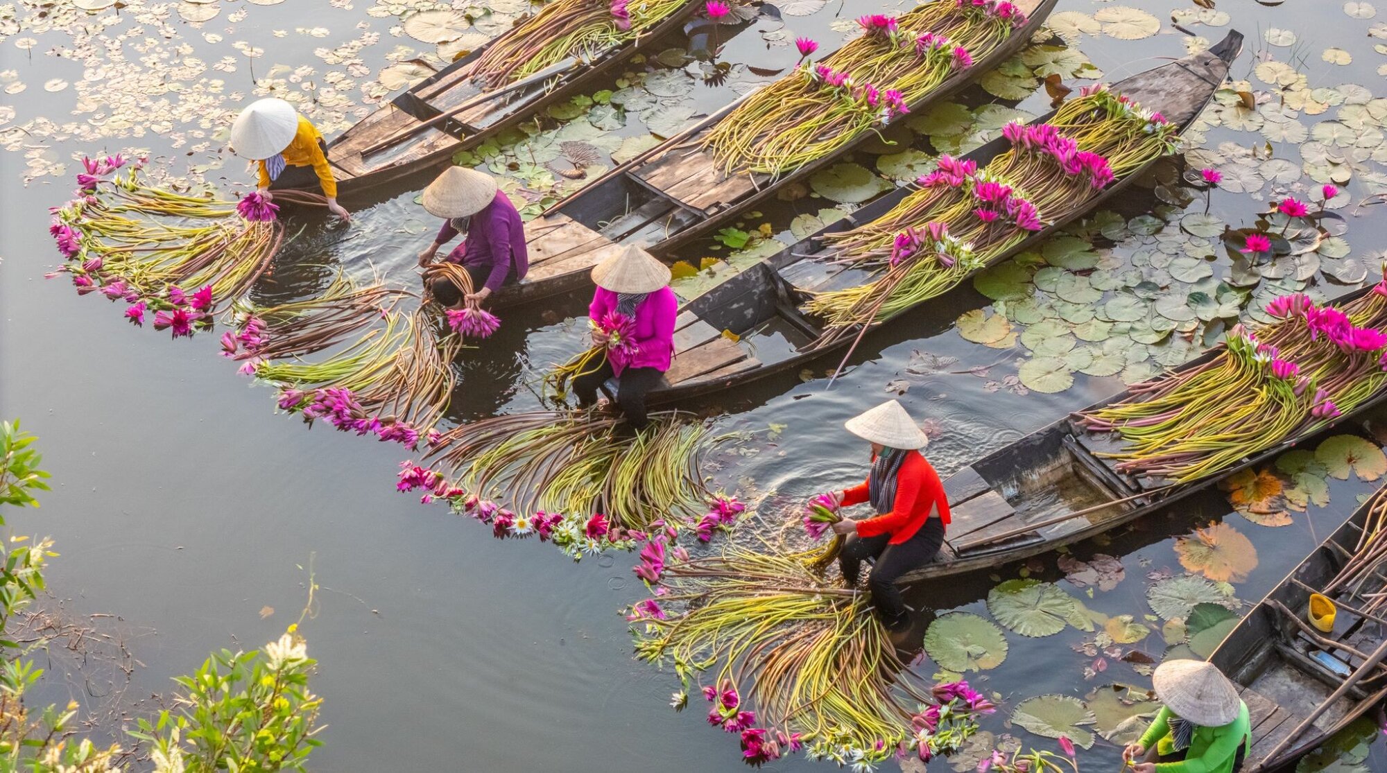 vue sur la recolte des lys. Delta du mekong, vietnam