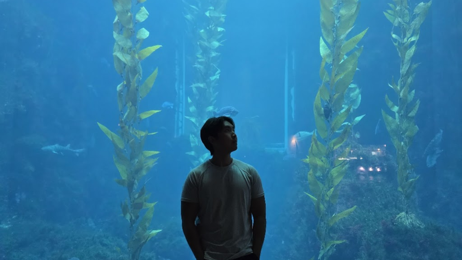 Man standing in front of kelp forest exhibit in the National Museum of Marine Biology and Aquarium (國立海洋生物博物館)